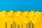 National flag of independence Ukraine. Freedom blue and yellow narcissus flowers below. Stop Putin. Stop war in Ukraine.