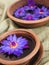 National flower of Sri Lanka - Blue Water Lily