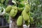 The national fruits of Bangladesh are jackfruit and green in color