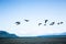 National Geographic scenery: migrating canadian flying over the beach in Denman Island, Vancouver Island