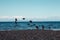 National Geographic scenery: migrating canadian flying over the beach in Denman Island, Vancouver Island