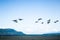 National Geographic scenery: migrating canadian flying over the beach in Denman Island, Vancouver Island