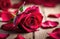 National Grandmothers Day, Mother\\\'s Day, International Women\\\'s Day, one red rose, red rose petals scattered on