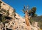 National Heritage Area with Ancient Limber Pine and Bristle Cone Pine Trees