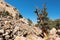 National Heritage Area with Ancient Limber Pine and Bristle Cone Pine Trees