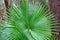 National leaf of the Phillipines livistona rotundifolia. Anahaw Palm