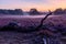 National park Brunsummerheide with morning fog over the field in bloom and amazing colours in the sky