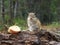 National park Krasnoyarsk pillars chipmunk eats an apple