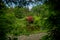 National park landscape scenic view foliage frame foreground and red leaves tree center composition