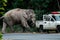 National park officer is negotiate with elephant