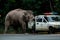 National park officer is negotiate with elephant