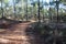 National Park of the Serra de Sao Mamede forest in portugal