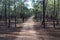 National Park of the Serra de Sao Mamede forest in portugal