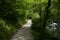National park of Slovenia, road through forest trees, spring time. Promenade