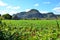 National park Vinales and its tobacco farms