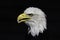 National pride - the American bald eagle