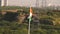 National Pride Amidst Tughlaqabad\'s Woodland The Indian Flag Stands Tall