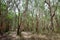 National primeval forest in Xuyen Moc District, Ba Ria Vung Tau Province, Vietnam in the dry season