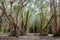 National primeval forest in Xuyen Moc District, Ba Ria Vung Tau Province, Vietnam in the dry season