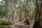 National primeval forest in Xuyen Moc District, Ba Ria Vung Tau Province, Vietnam in the dry season