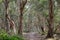 National primeval forest in Xuyen Moc District, Ba Ria Vung Tau Province, Vietnam in the dry season