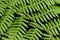 National symbol: Tree Fern in New Zealand