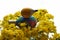 national toy in the form of a wooden bird, sitting in a bouquet of yellow flowers.