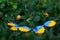 National ukrainian necklace decoration. Flag symbol of Ukraine. Snails on bushes garden outside. Victory of war. Patriot. Activism