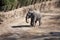 National Zoo Washingon DC: Elephant Enclosure