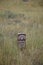 Native American headstone marker at Little Bighorn Cemetery.