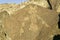 Native American petroglyphs at Petroglyph National Monument, outside Albuquerque, New Mexico