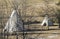 Native American tents in the field