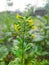 Native American tobacco Flower