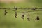 Native Asian climbing plants vine leaves dried by the sun after using barbed wire fence instead of native trees and bushes to