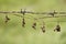 Native Asian climbing plants vine leaves dried by the sun after using barbed wire fence instead of native trees and bushes to