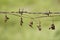 Native Asian climbing plants vine leaves dried by the sun after using barbed wire fence instead of native trees and bushes to