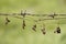 Native Asian climbing plants vine leaves dried by the sun after using barbed wire fence instead of native trees and bushes to