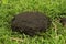 Native asian cow poop isolated on green grasses