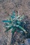 Native Australian banksia plant outdoor