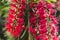 Native Australian bottle brush callistemon tree in bloom with red spiky flowers