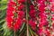 Native Australian bottle brush callistemon tree in bloom with red spiky flowers