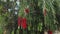 Native Australian bottle brush tree with plenty of red flowers in full bloom