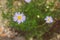 Native Australian brachyscome Multifida Cut-Leafed Daisy plant with lilac flowers outdoor