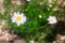 Native Australian brachyscome Multifida Cut-Leafed Daisy plant with lilac flowers outdoor