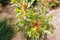 Native Australian callistemon plant outdoor in a sunny backyard