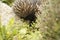 Native Australian Echidna in the garden