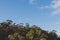 Native Australian eucalptus gum tree bush with moon and a few fluffy clouds