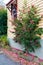 Native Australian flower tree next to house wall