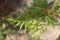 Native Australian grevillea plant with caterpillar outdoor in sunny backyard