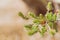 Native australian grevillea plant with tiny red flowers about to bloom